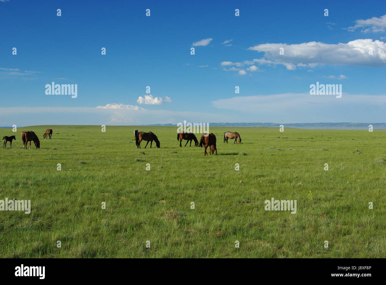 Les chevaux sauvages et de grande plaines ouvertes près de Laramie, Wyoming Banque D'Images