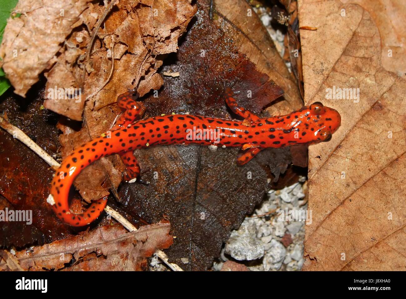 Les amphibiens, caverne, salamander, rouge, feuille, macro, portrait, macro, admission fermer Banque D'Images