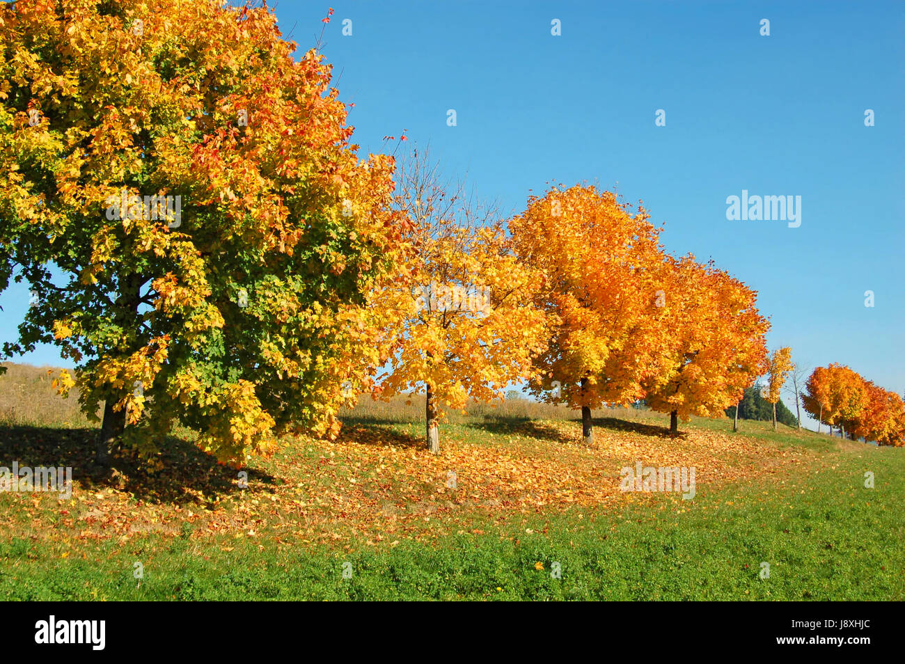 Bleu, beau, beauteously, nice, feuille, l'environnement, de l'environnement, de la couleur, Banque D'Images