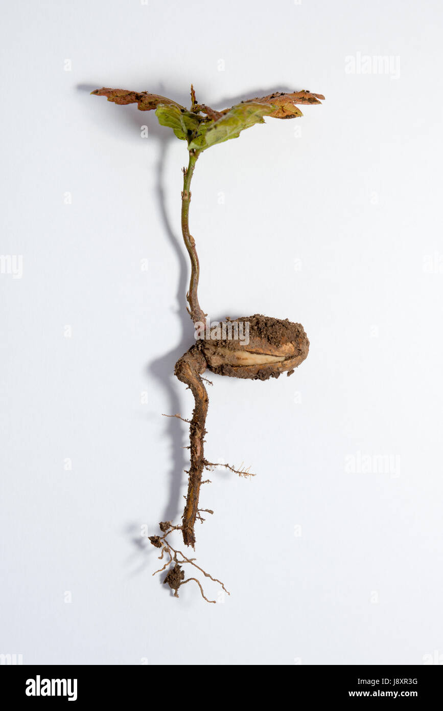 La germination des glands de chêne (Quercus) sur fond blanc. Les feuilles sont affichées, le