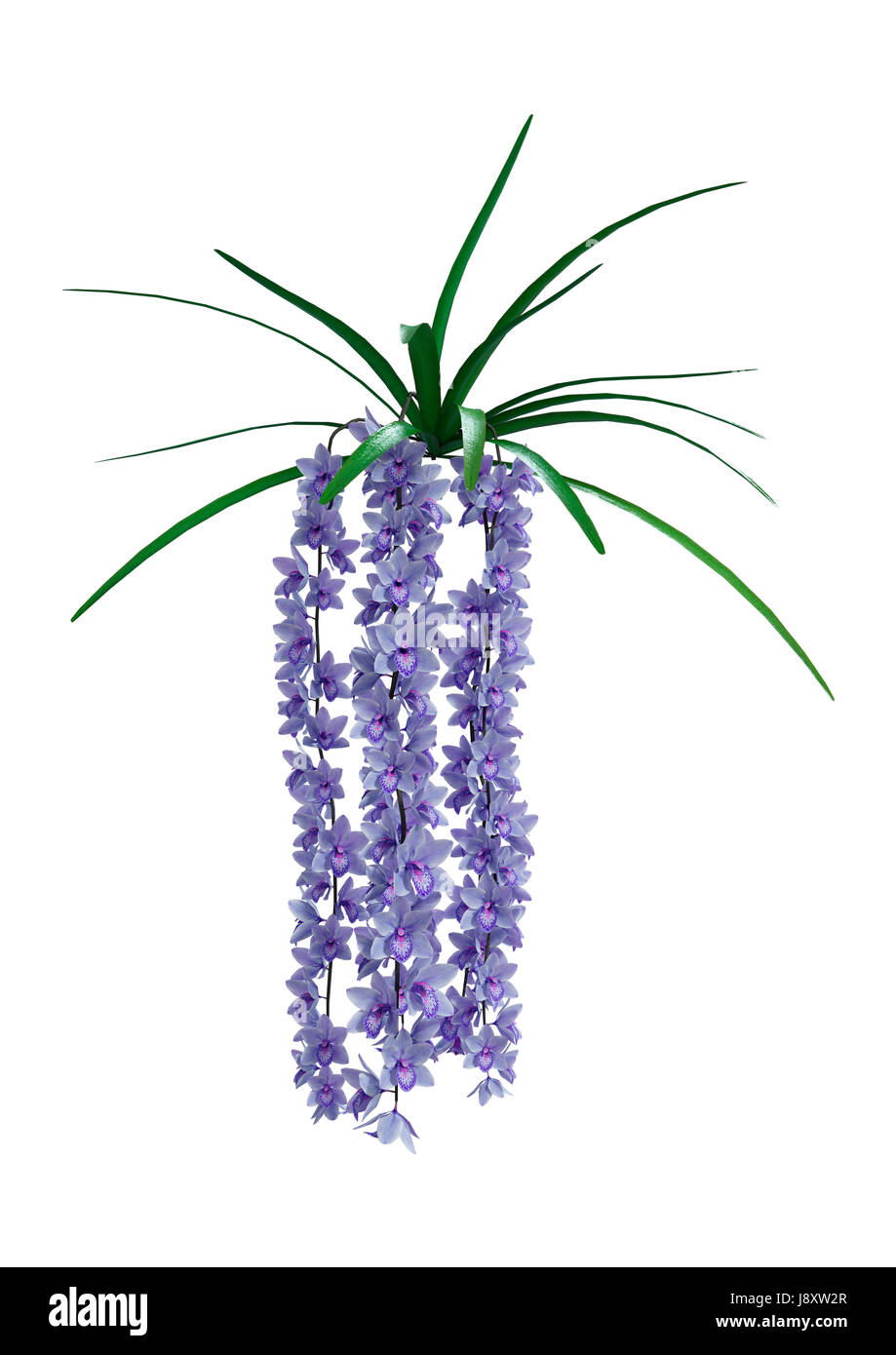 Le rendu 3D de fleurs orchidée sauvage isolé sur fond blanc Banque D'Images