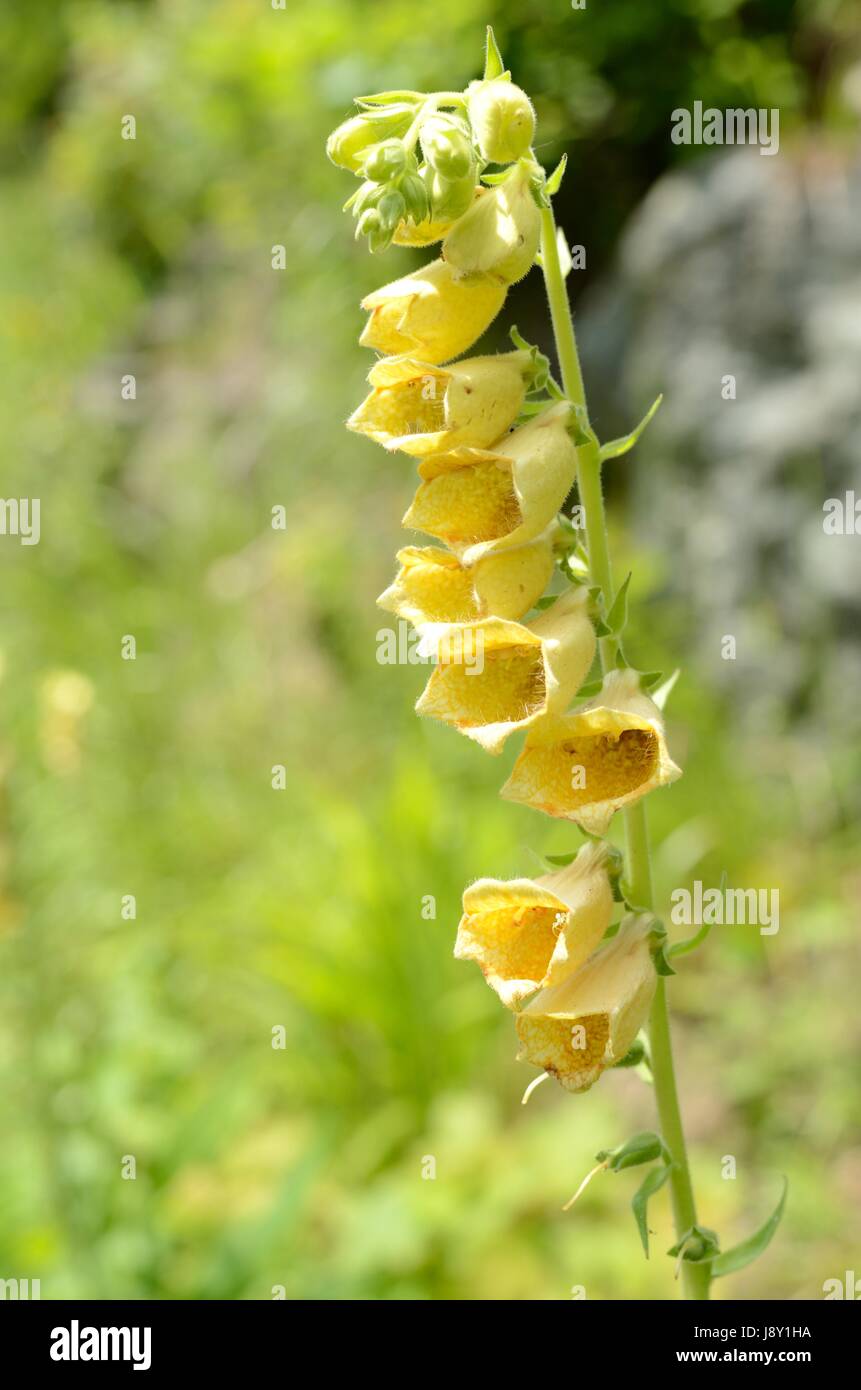 La digitale jaune fleurs. La plante appartient à la famille de la digitaline, qui est une ressource importante pour l'industrie pharmaceutique. Banque D'Images