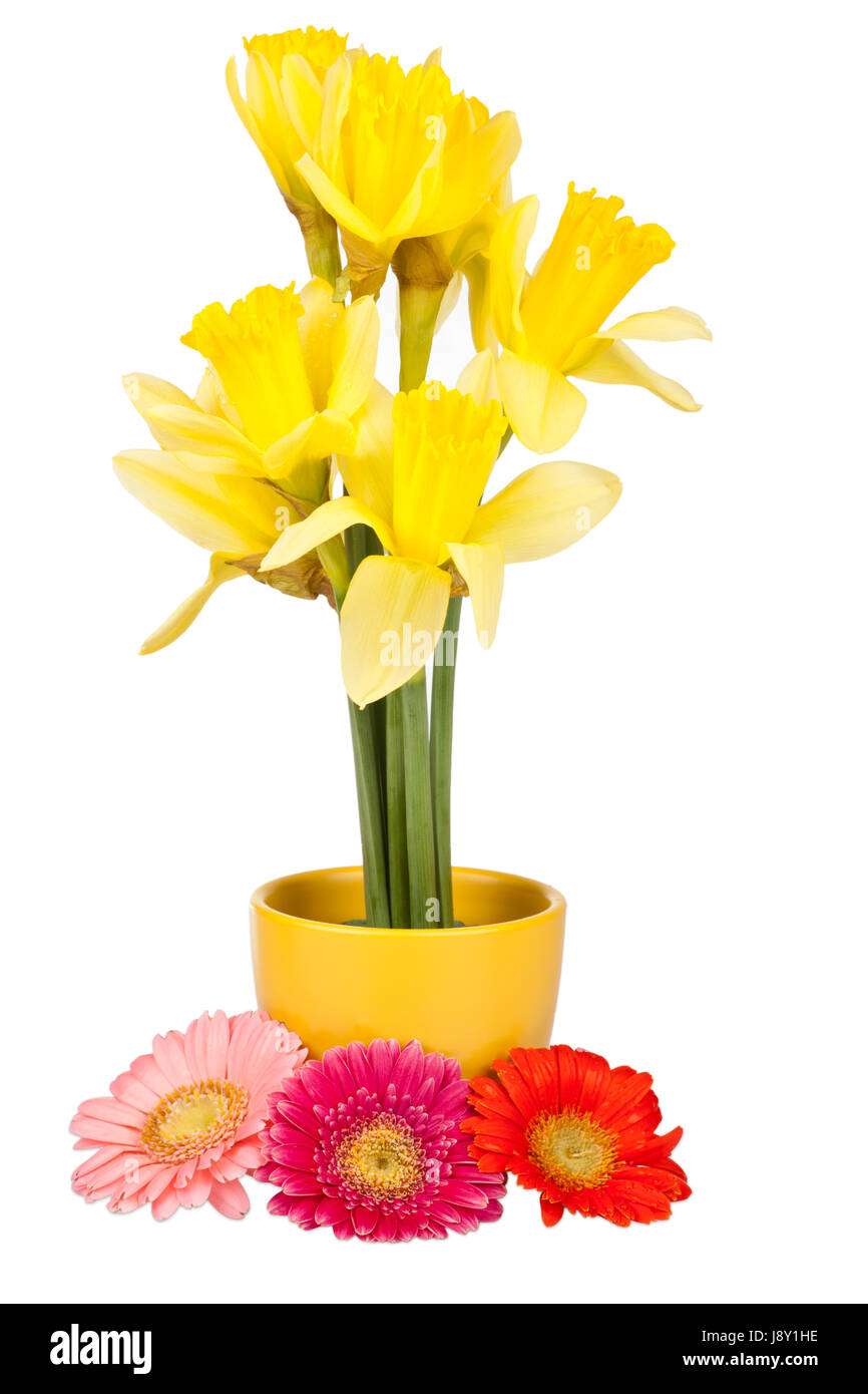 Bloom, s'épanouir, de s'épanouir et florissante, coloré, pittoresque, magnifique, Banque D'Images