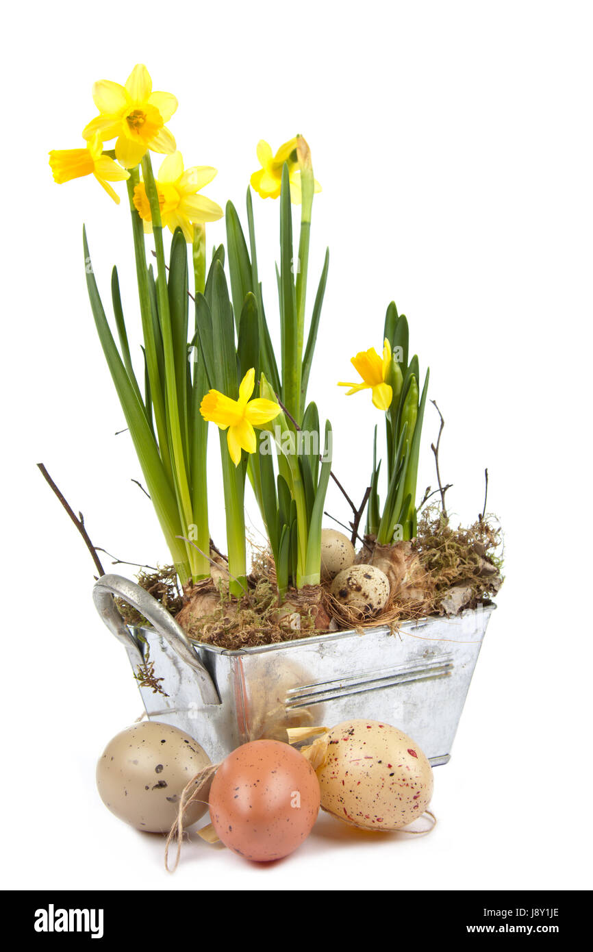 Green, Bloom, s'épanouir, de s'épanouir et florissante, Pâques, décoration, œufs de Pâques, Banque D'Images