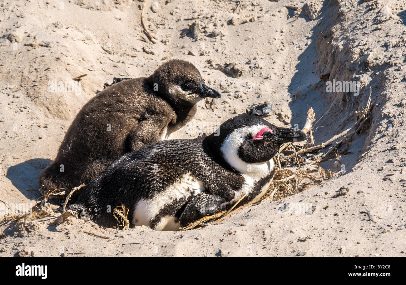 Jackass penguin, Spheniscus demersus. parent avec bébé marron moelleux à la colonie maternelle, Simon's Town, Cape Town, Western Cape, Afrique du Sud Banque D'Images