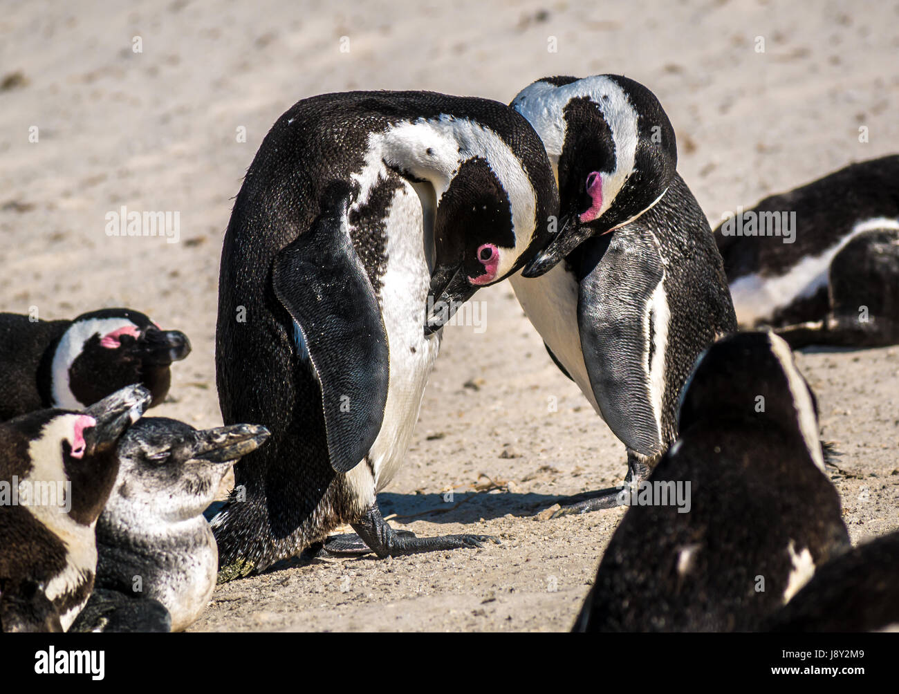 Pingouins Jackass, Spheniscus demersus, paire message d'beach, Simon's Town, Cape Town, Western Cape, Afrique du Sud Banque D'Images