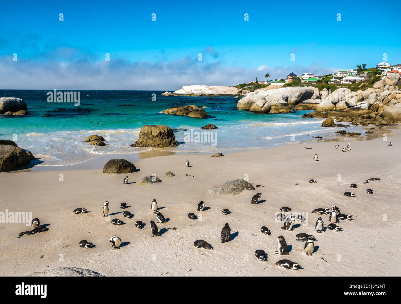 Pingouins Jackass, Spheniscus demersus, sur la plage de colonie de pingouins, Simon's Town, Cape Town, Afrique du Sud, avec vue sur la mer en arrière-plan Banque D'Images