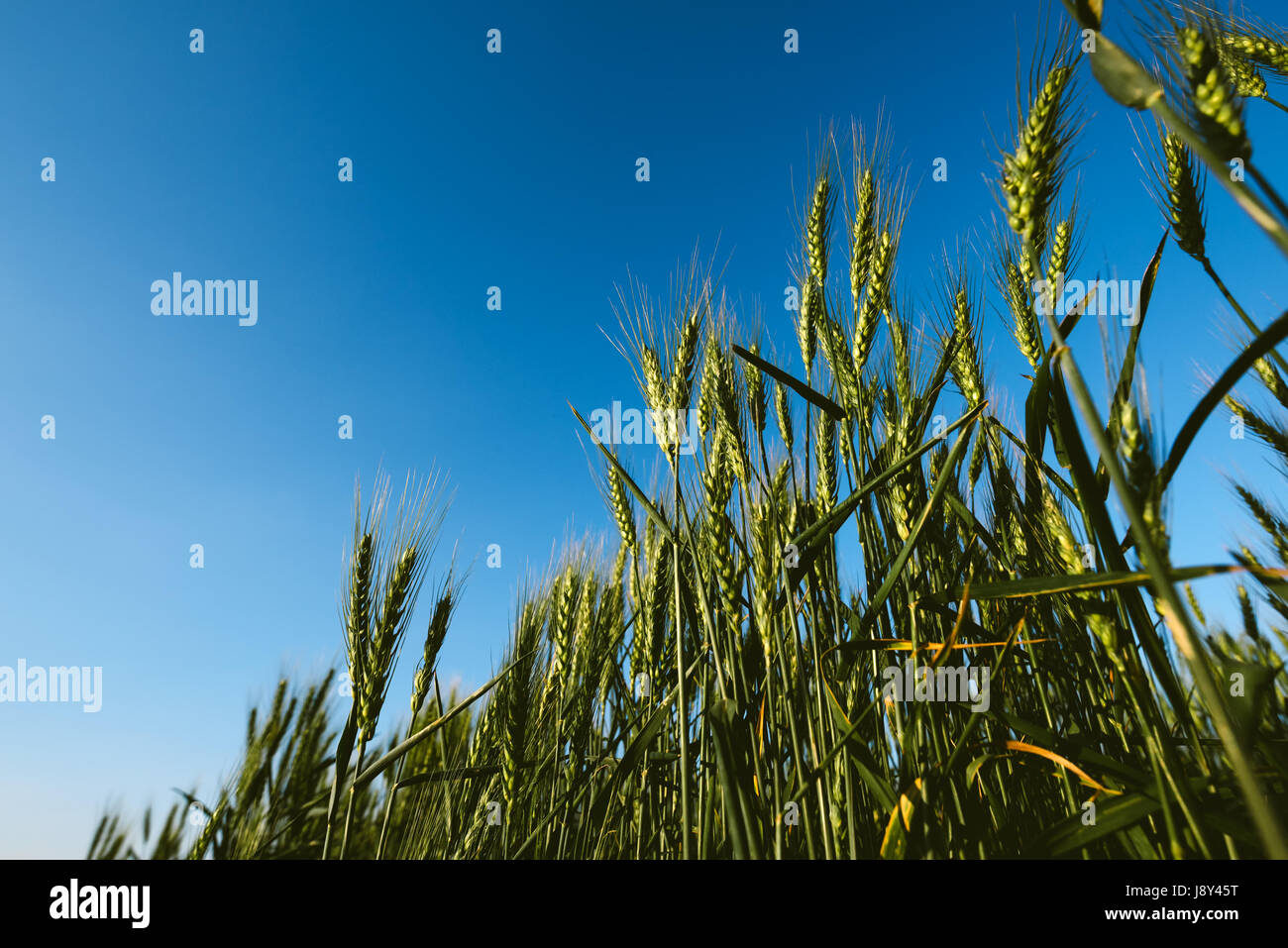 Low angle de champ de blé vert, céréales plantes poussant contre le ciel bleu Banque D'Images