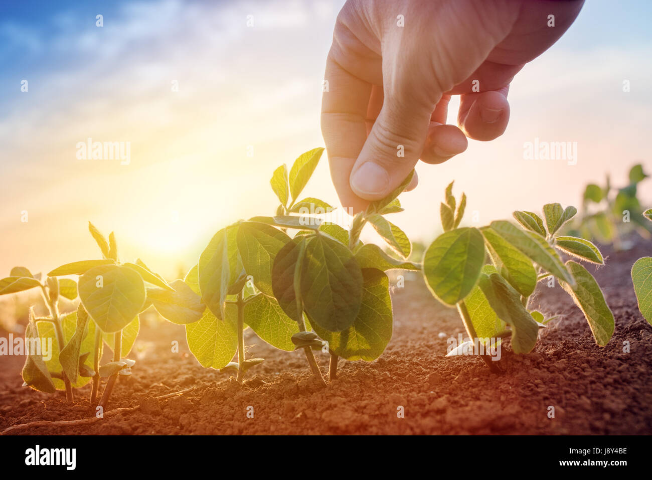 Exploitant agricole travaillant dans le champ de soja en matin, main tenant la feuille de plante cultivée Banque D'Images
