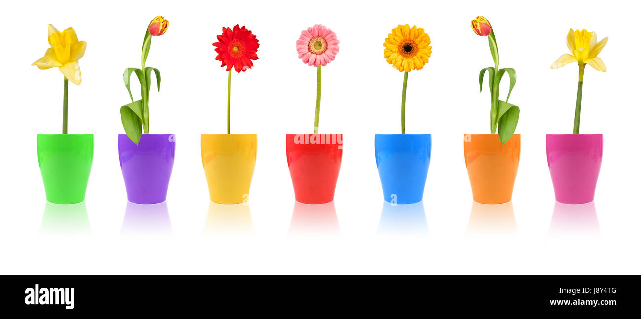 Fleur, plante, fleurs, fleurir, s'épanouir et florissante, coloré, pittoresque, Banque D'Images