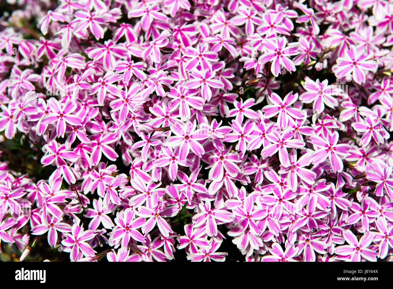 Phlox blanc couvre-sol Kimpno close up Banque D'Images