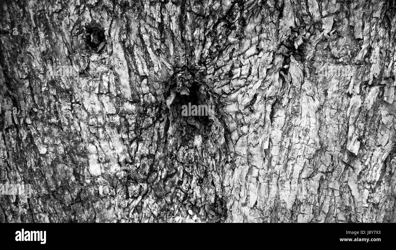 Olivier l'écorce en noir et blanc Banque D'Images
