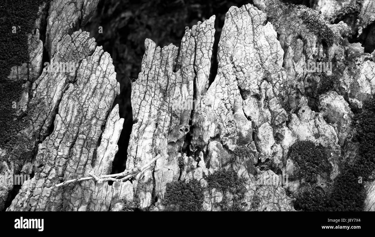 Olivier l'écorce en noir et blanc Banque D'Images