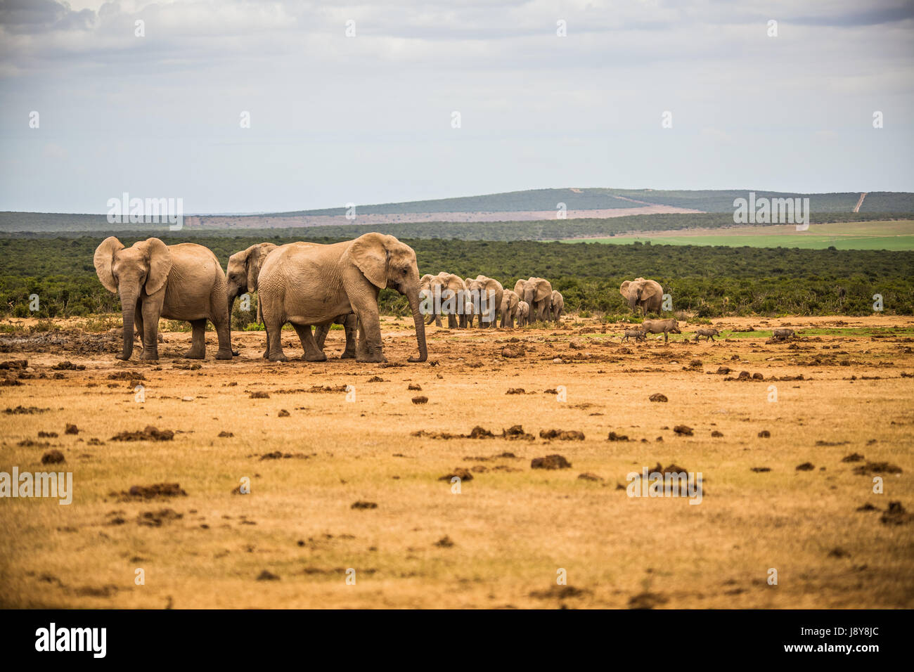 Les éléphants à Addo Elephant Park - Afrique du Sud Banque D'Images
