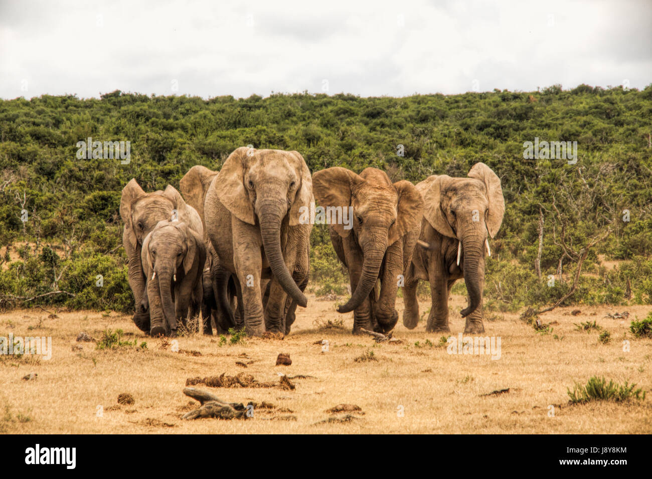 Les éléphants à Addo Elephant Park - Afrique du Sud Banque D'Images