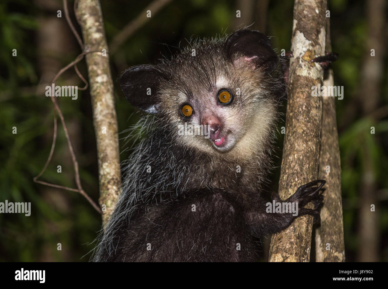 Aye-aye, lémurien nocturne de Madagascar Banque D'Images