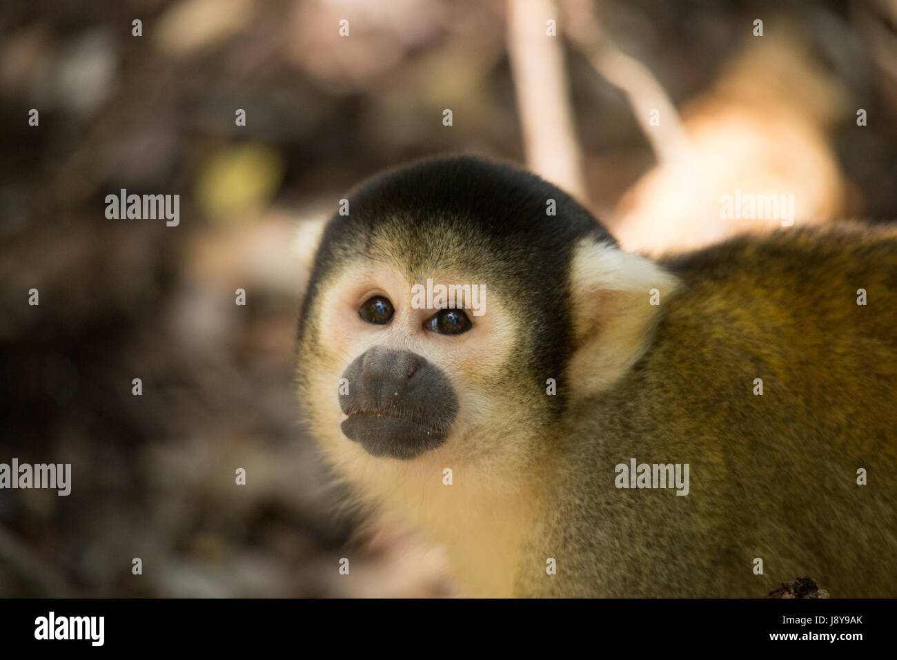 Monkey's à Monkeyland - Afrique du Sud Banque D'Images