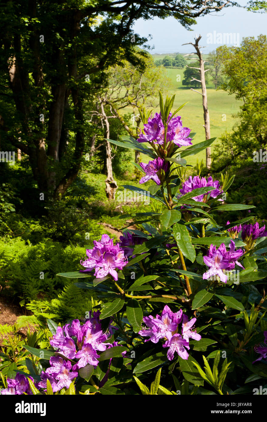 Rhododendron fleurs à Sheringham Park, Norfolk, England, UK Banque D'Images