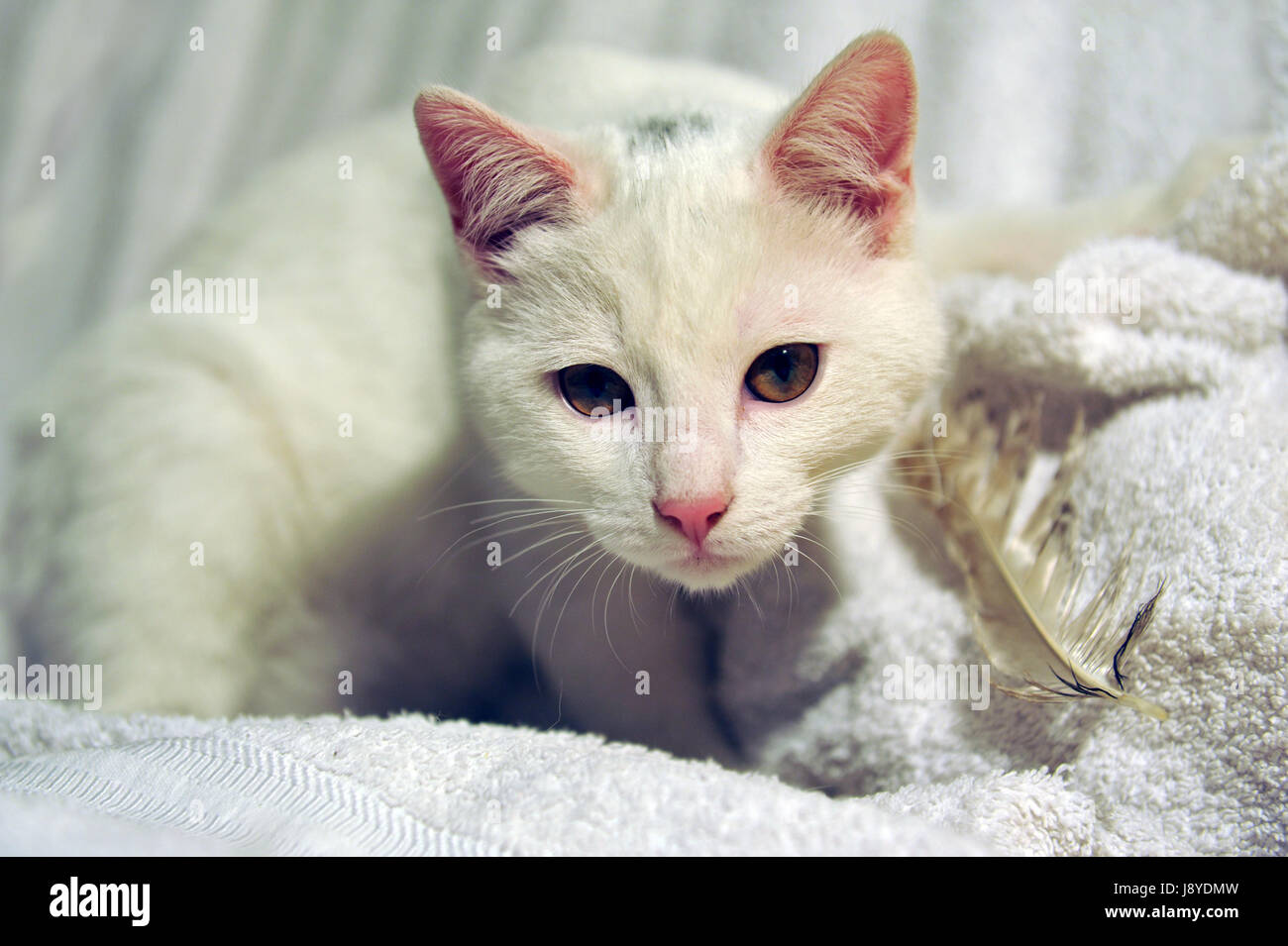 Animal, animal, bébé chat, chaton, chaton, chat, chat domestique, blanc, beau, Banque D'Images