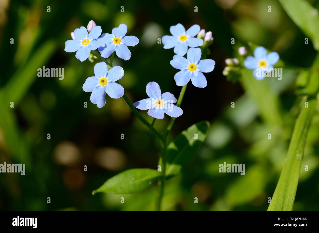 Les fleurs de l'Forget-Me-nots (Myosotis) Banque D'Images