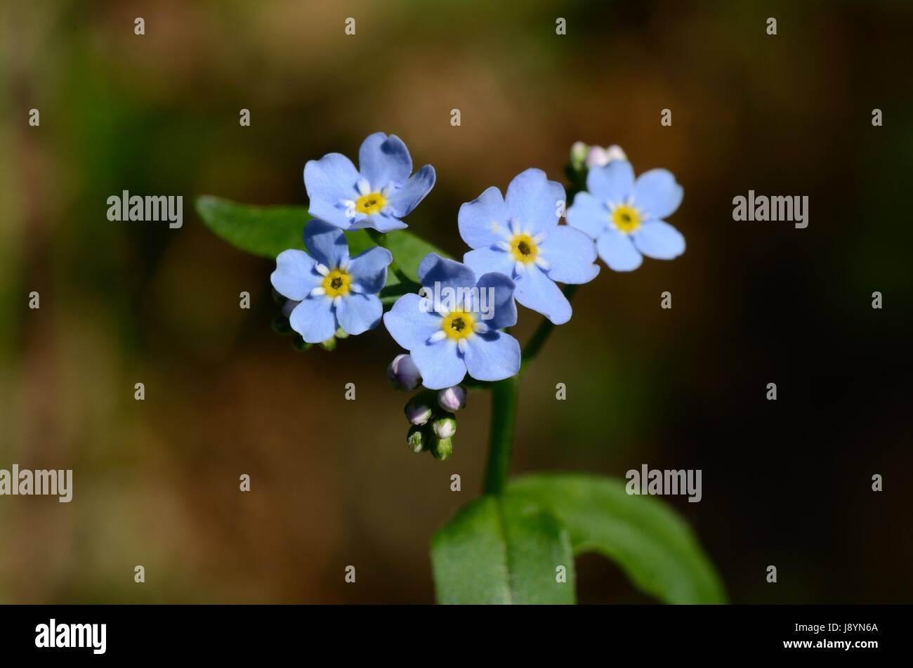 Les fleurs de l'Forget-Me-nots (Myosotis) Banque D'Images