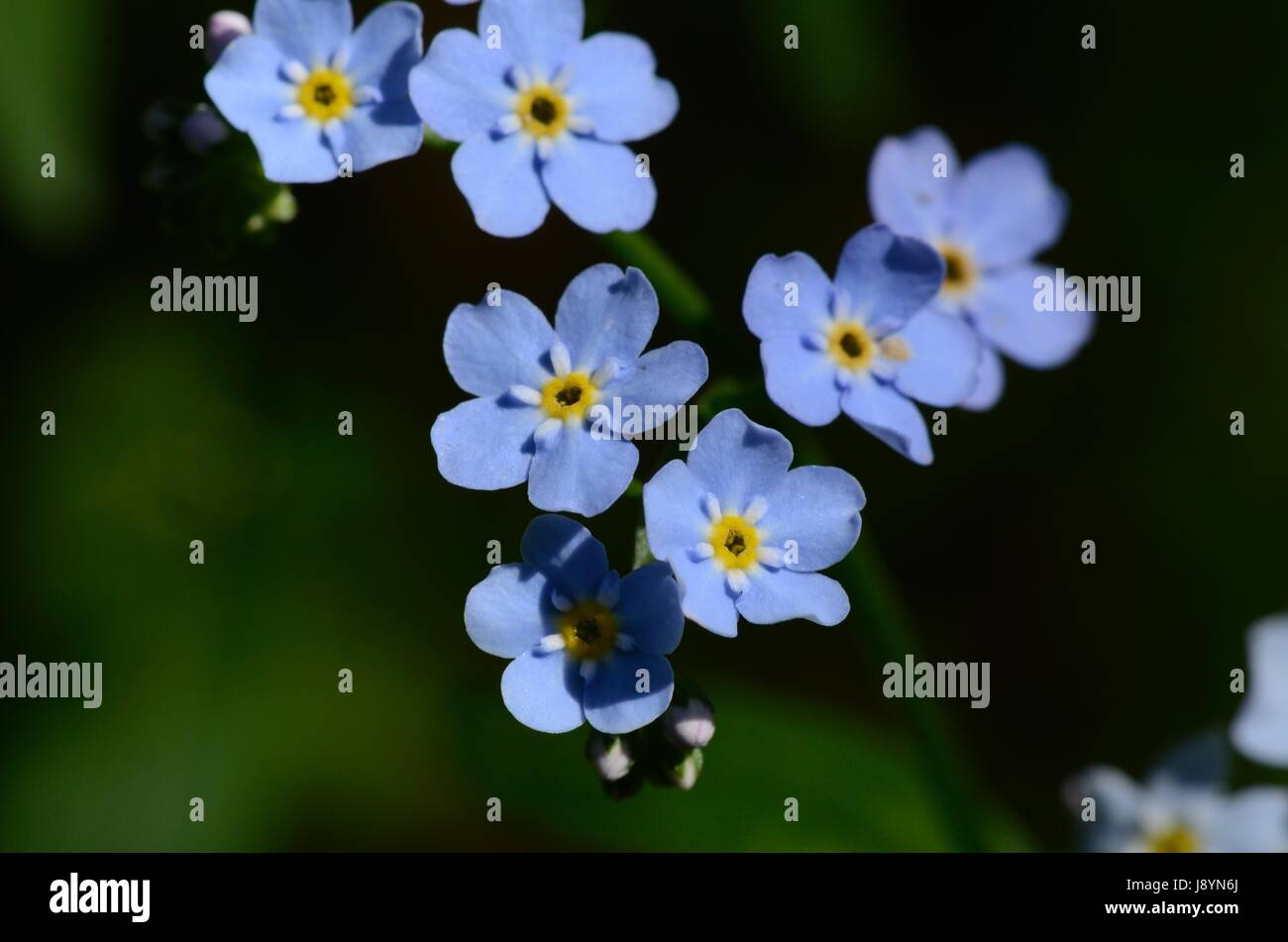 Les fleurs de l'Forget-Me-nots (Myosotis) Banque D'Images