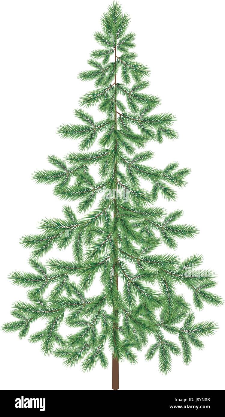 Noël vert sapin Sapin isolé sur fond blanc. Vector Illustration de Vecteur