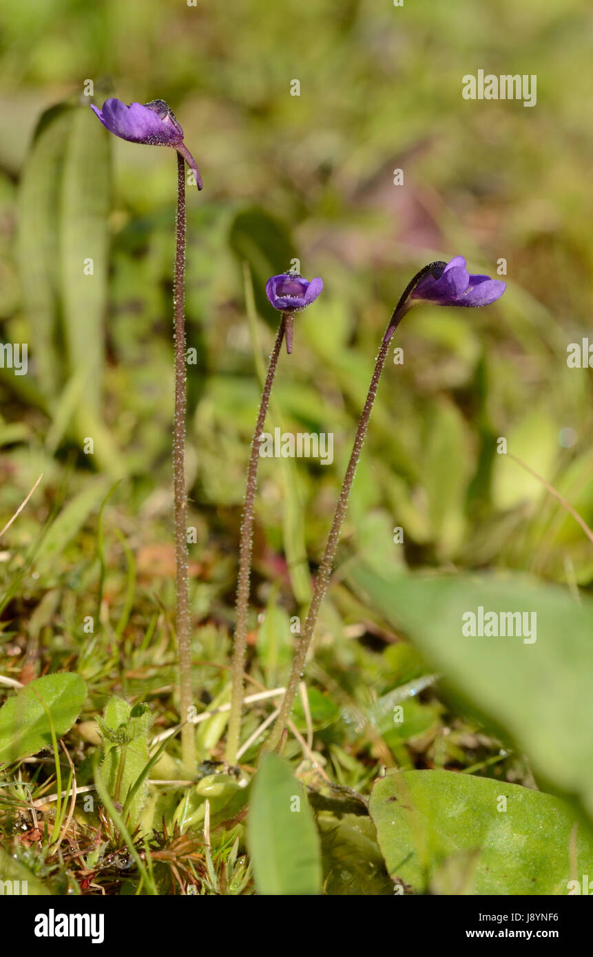 Une plante insectivore (Pinguicula espèces) Banque D'Images