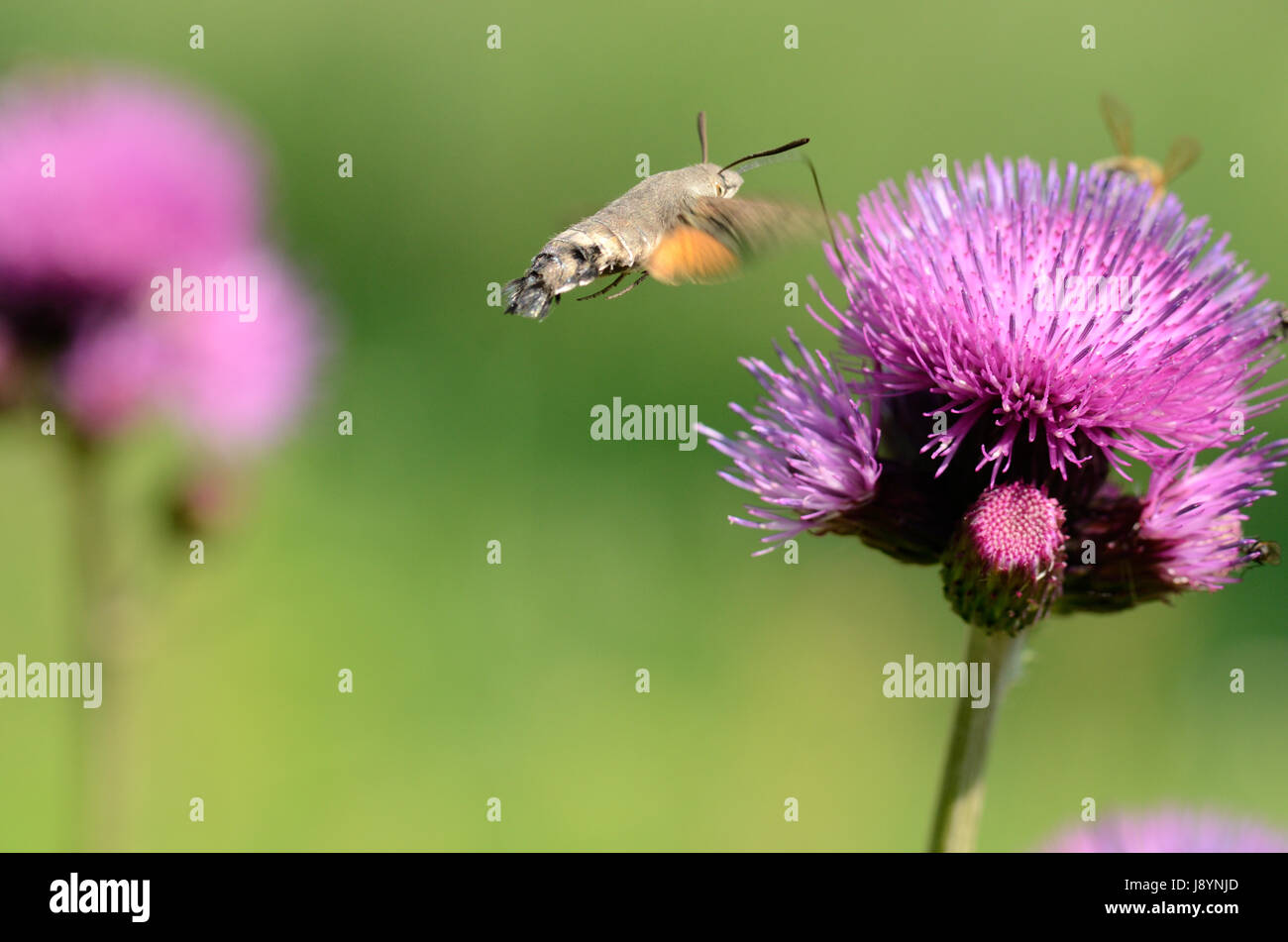 La Hummingbird Hawk Moth se nourrir dans une fleur Banque D'Images