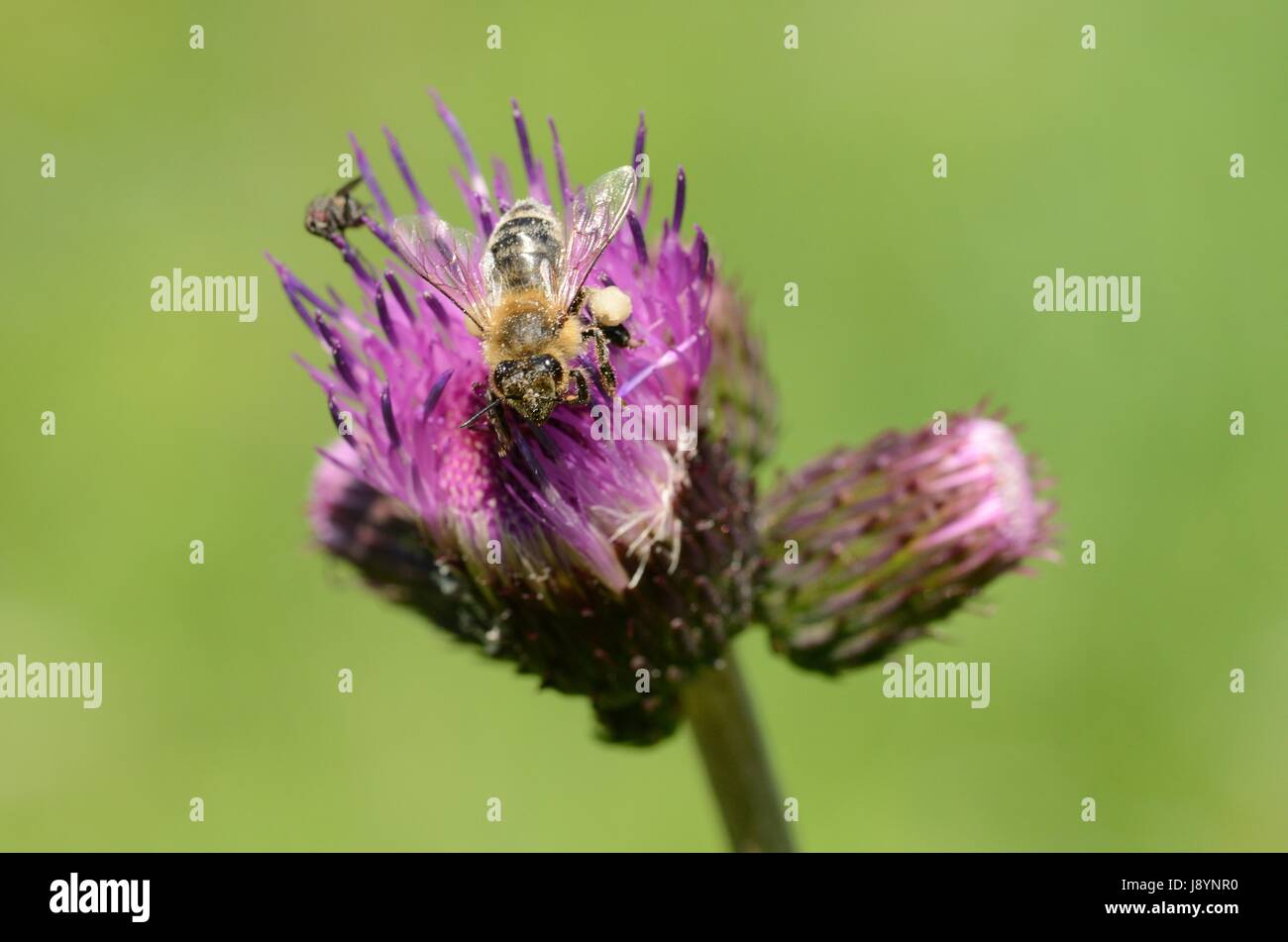 Une abeille sur une fleur, montrant corbeilles à pollen Banque D'Images