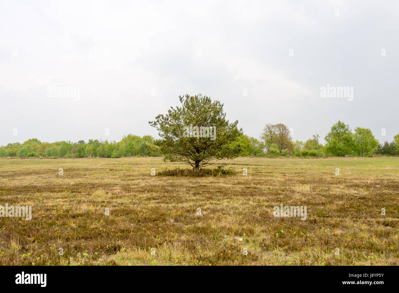 Vue sur un paysage de lande de bruyère Banque D'Images