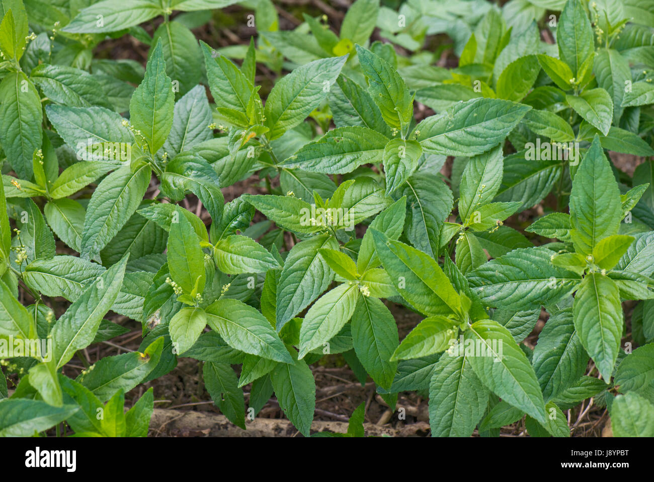 Dog's Mercury, Mercurialis perennis, la floraison dans le bord des bois sur une belle journée de printemps, Berkshire Banque D'Images