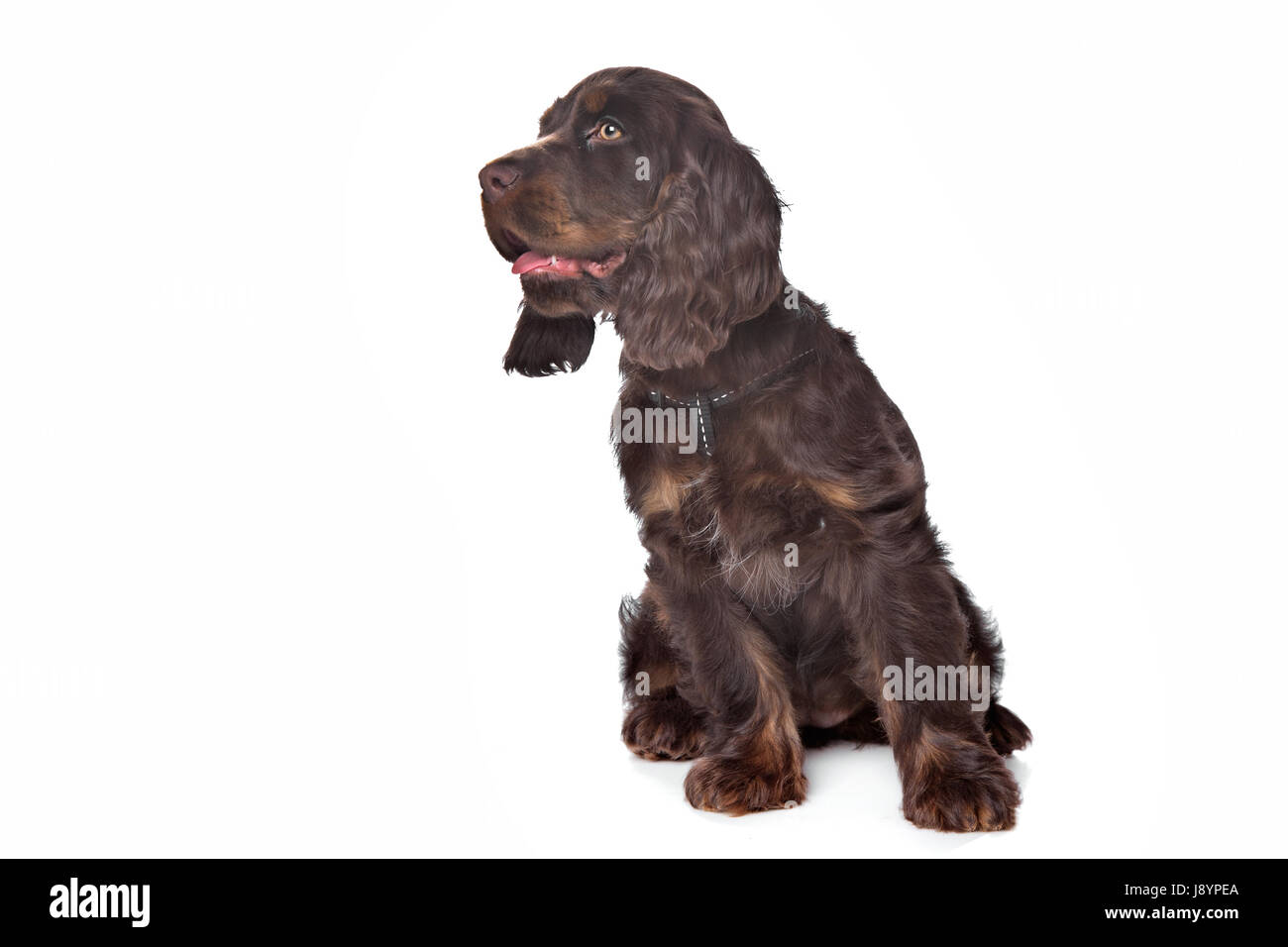 Animal, animal, animal, animal, mammifère, brown, brunâtres, brunette, chien, studio, front Banque D'Images