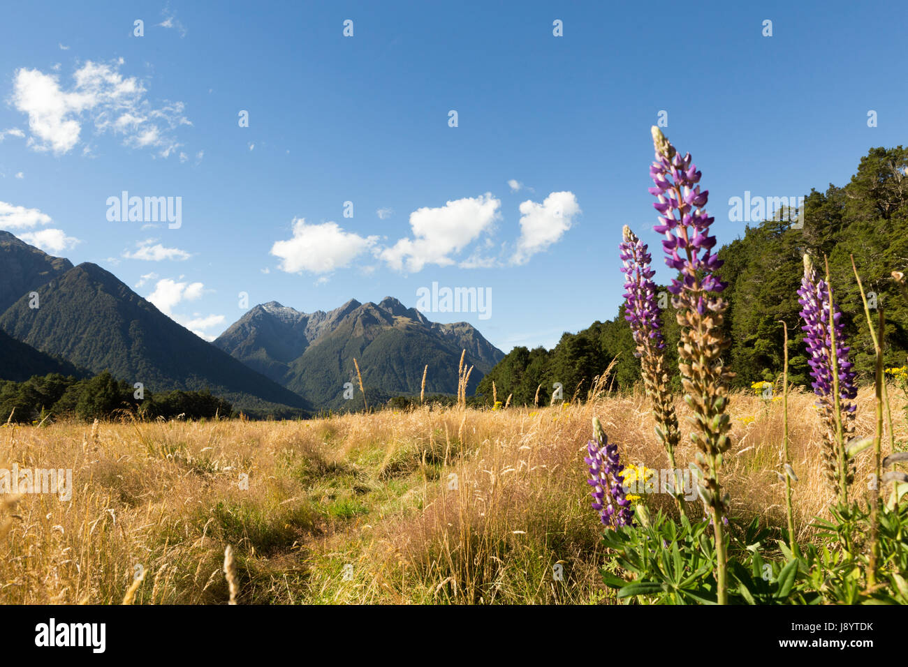Vue sur la vallée de l'Eglinton milford Autoroute, Parc national de Fiordland, île du Sud Nouvelle-Zélande Banque D'Images