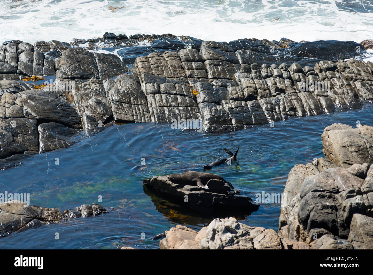 New Zealand fur seals sur les rochers au parc national de Flinders Chase sur Kangaroo Island, Australie du Sud. Banque D'Images