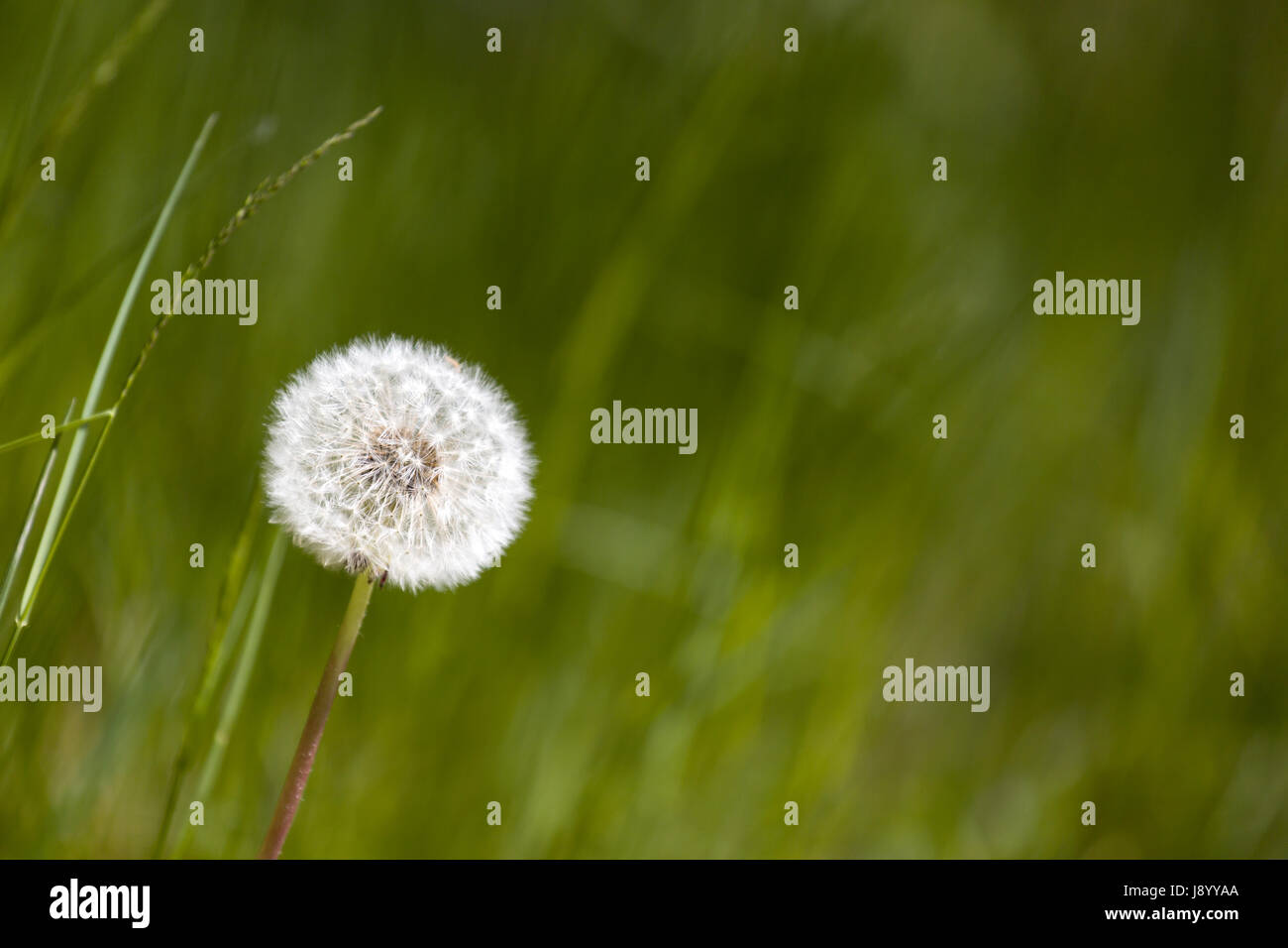 Horloge pissenlit commun (Taraxacum officinale) Communiqué de modèle : N° des biens : Non. Banque D'Images