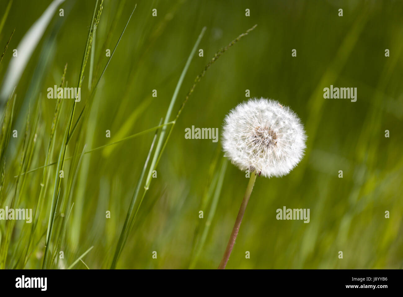 Horloge pissenlit commun (Taraxacum officinale) Communiqué de modèle : N° des biens : Non. Banque D'Images