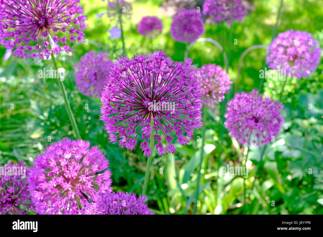 Purple sensation, Allium flowers in english country cottage garden, Norfolk, Angleterre Banque D'Images