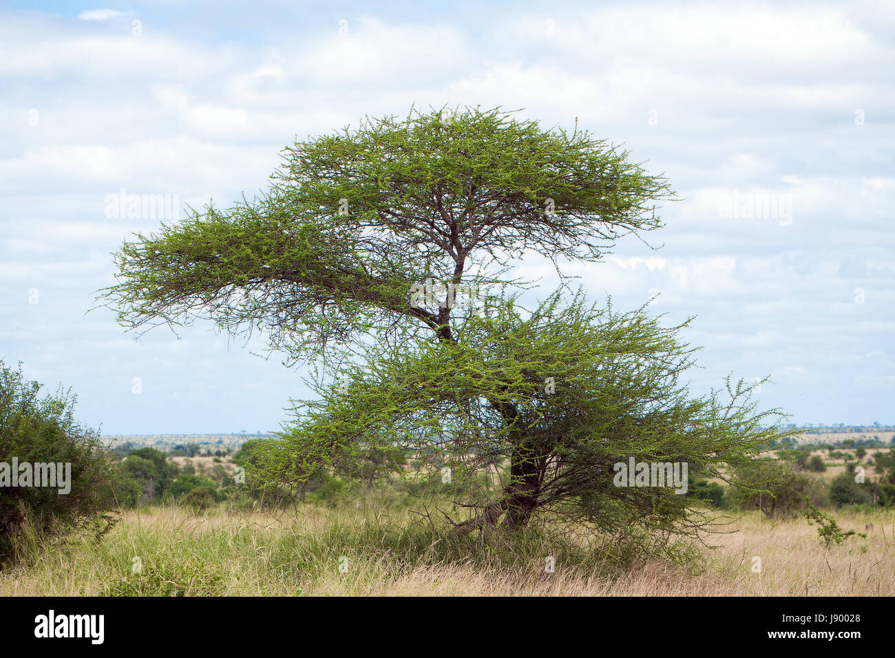 Bleu, voyage, afrique, Namibie, bush, safari, paysage, campagne, nature, Banque D'Images