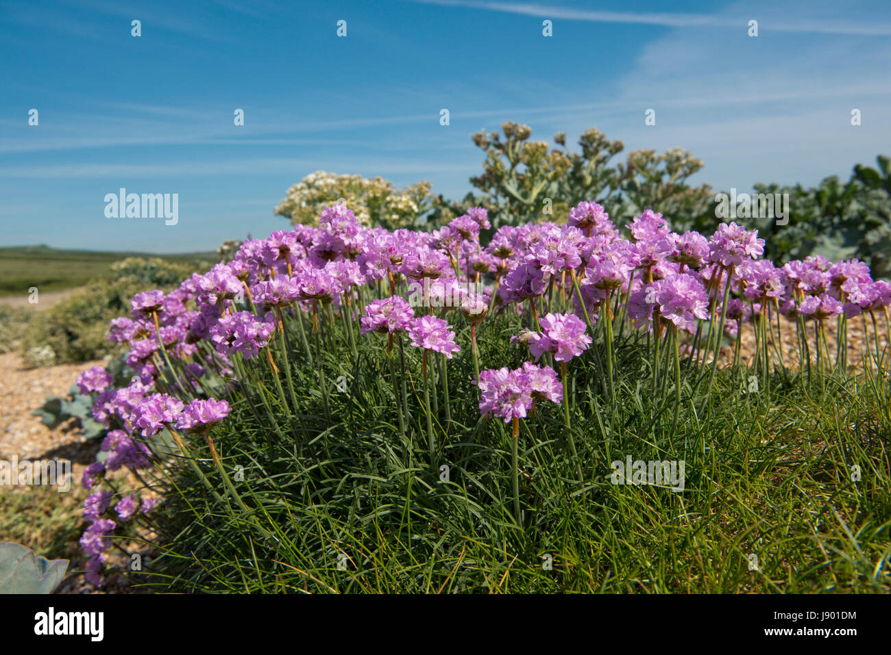 L'épargne ou sea Thrift Armeria maritima, la floraison, le bardeau à Chesil Beach dans le Dorset, Mai Banque D'Images