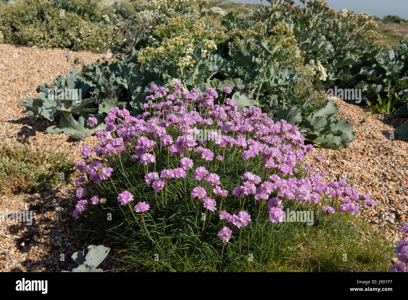 L'épargne ou sea Thrift Armeria maritima, la floraison, à Shingle avec vue mer, kale Crambe maritima, à Chesil Beach dans le Dorset, Mai Banque D'Images