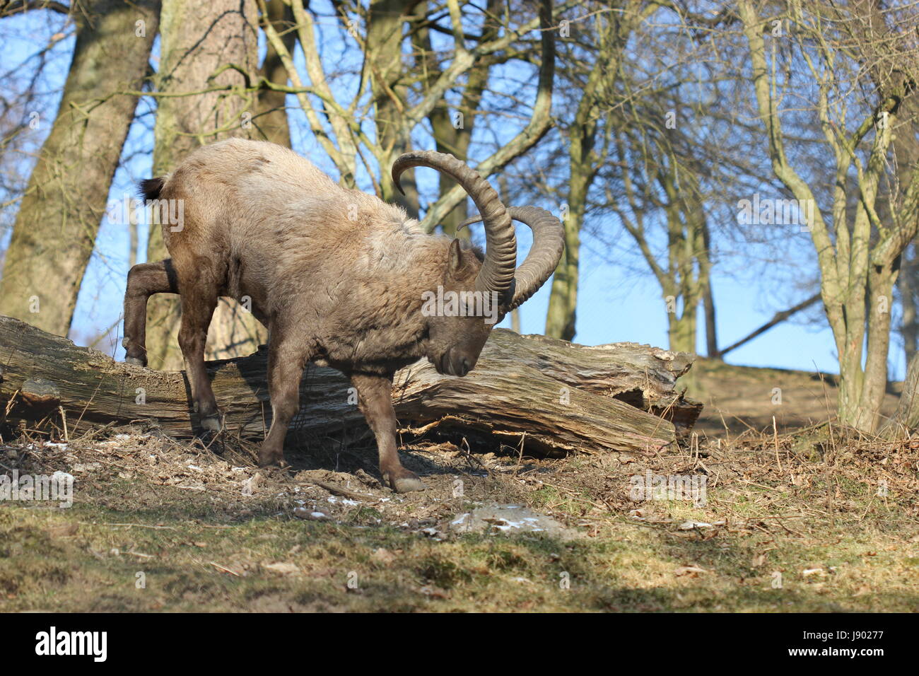 Bleu, arbre, arbres, porte, zoo, la luxure, la dépendance, tendance, rare,  cornets, homme Photo Stock - Alamy
