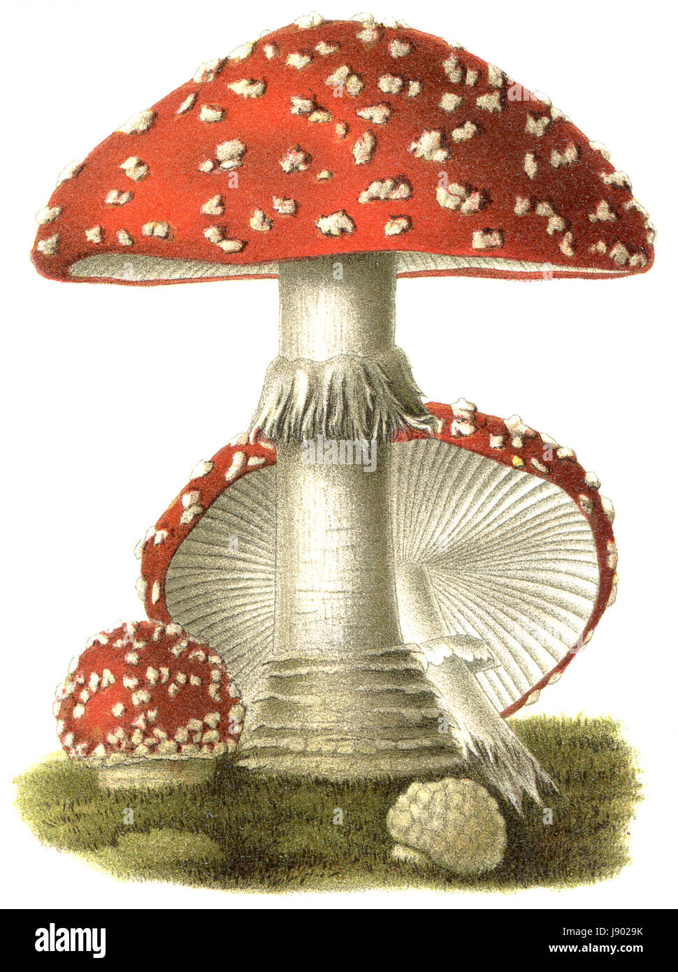 Belle, beauteously, nice, fly agarics, poison, toxiques, belle, Banque D'Images