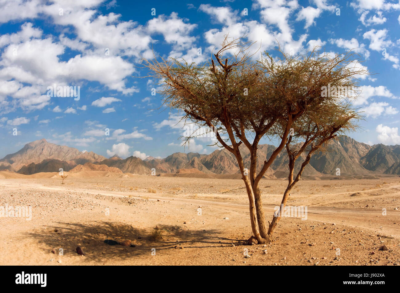 Désert, désert, Egypte, désert, terrain vague, voie, l'Égypte, nuages, gypten, Banque D'Images