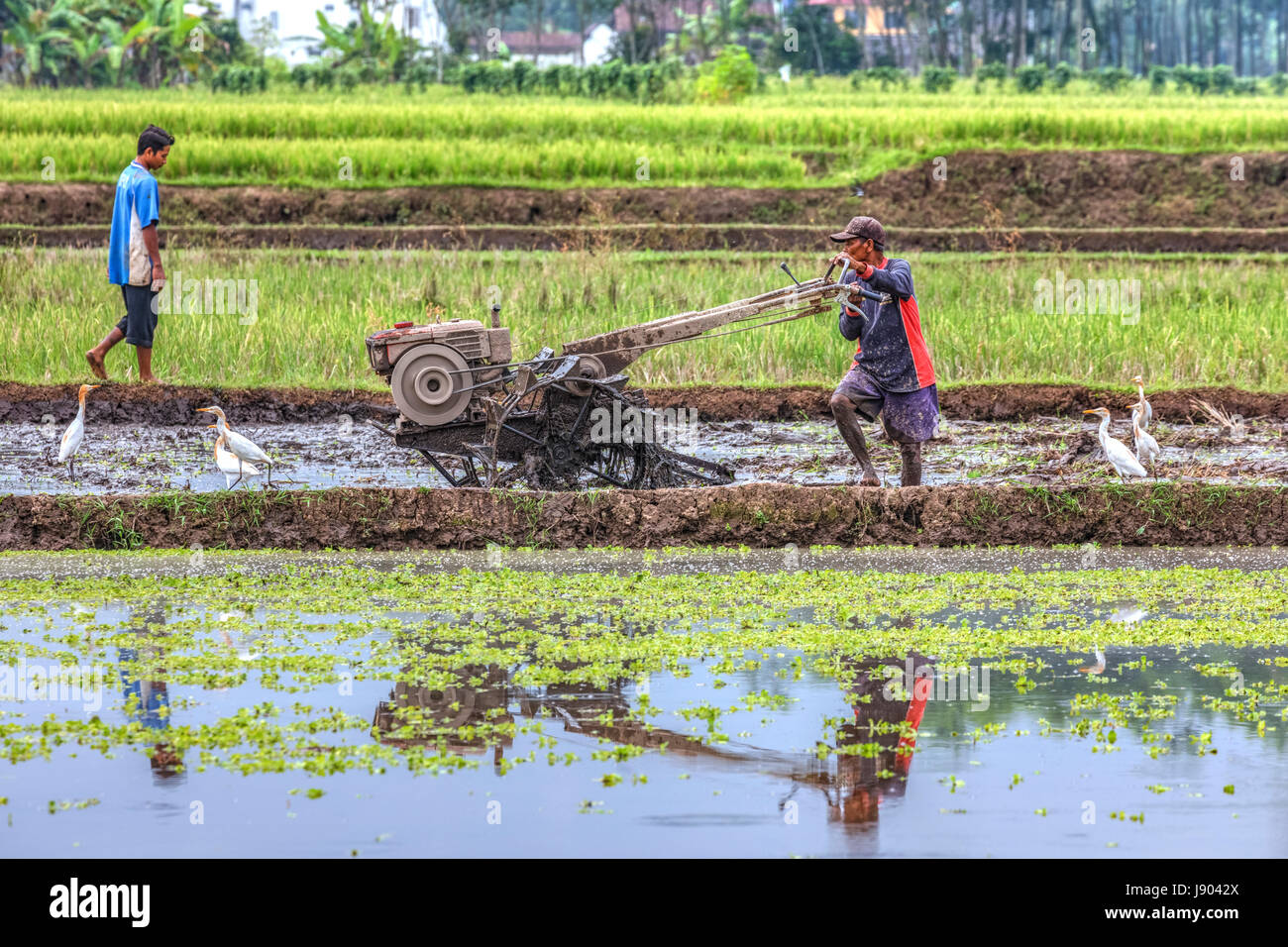 Recolte Riz Harvesting the rice Banque de photographies et d’images à haute ...