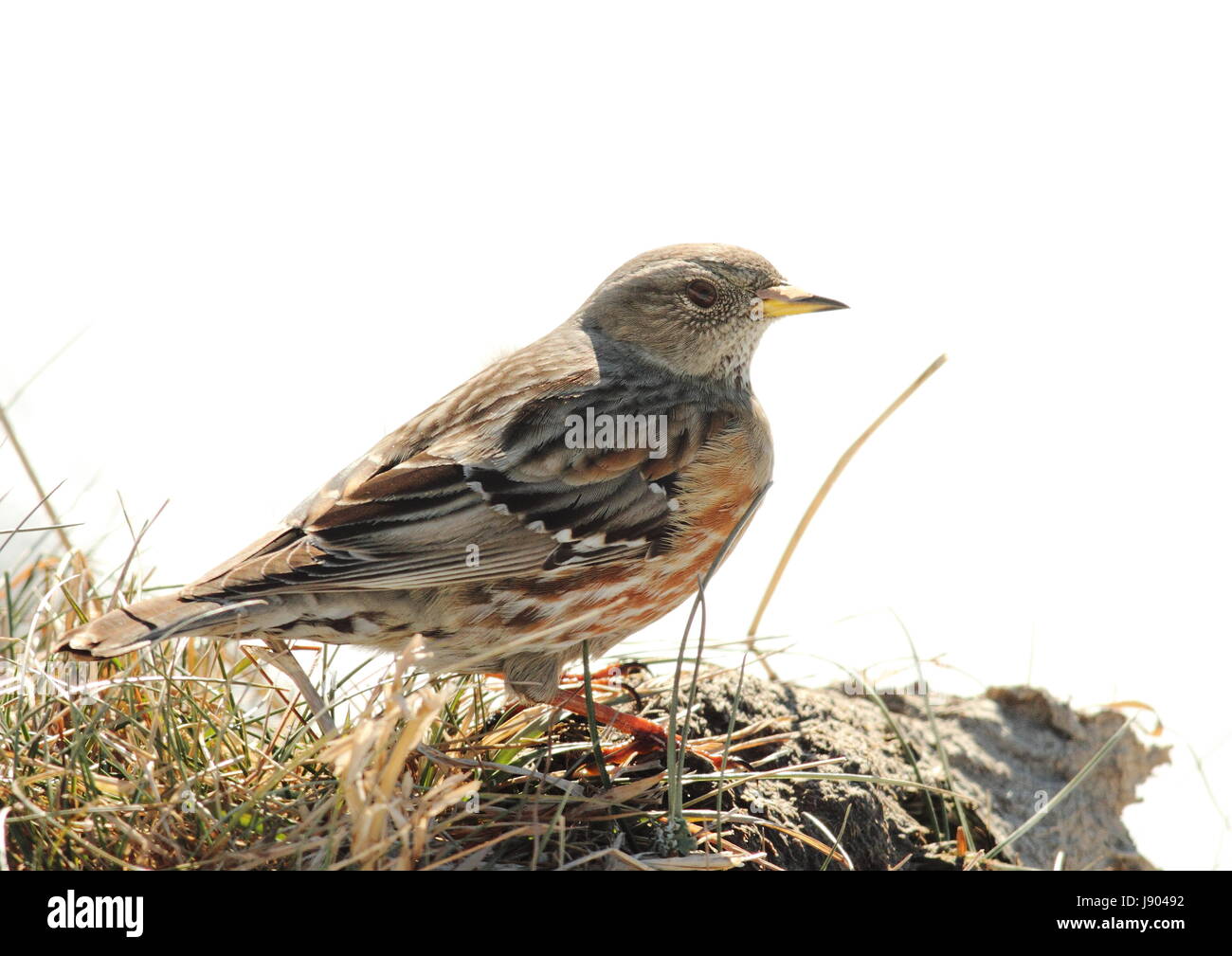 Lhiver Oiseau Oiseaux Alpes Neige Randonnée