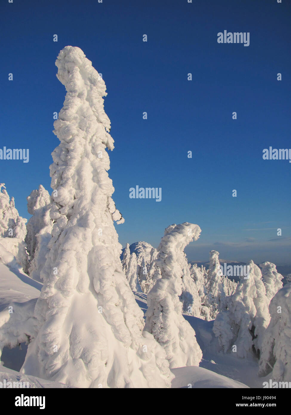 Arbre, hiver, glace, neige, forêt, de voyage, de l'église, la cité, la ville, l'environnement, Banque D'Images