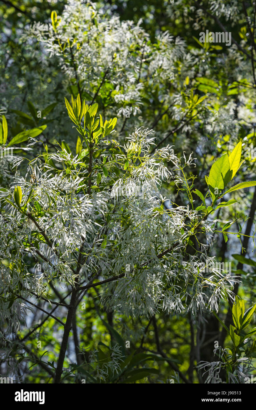 Festival de printemps dans un jolie jardin. Fringe Tree Chionanthus virginicus. Banque D'Images