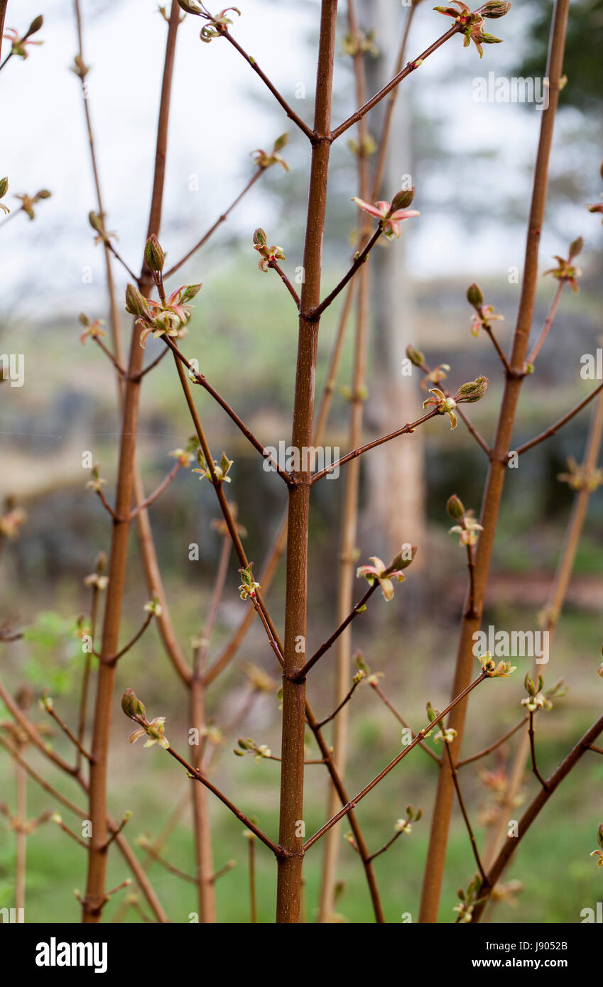 Jeune érable (Acer platanoides) branches Banque D'Images