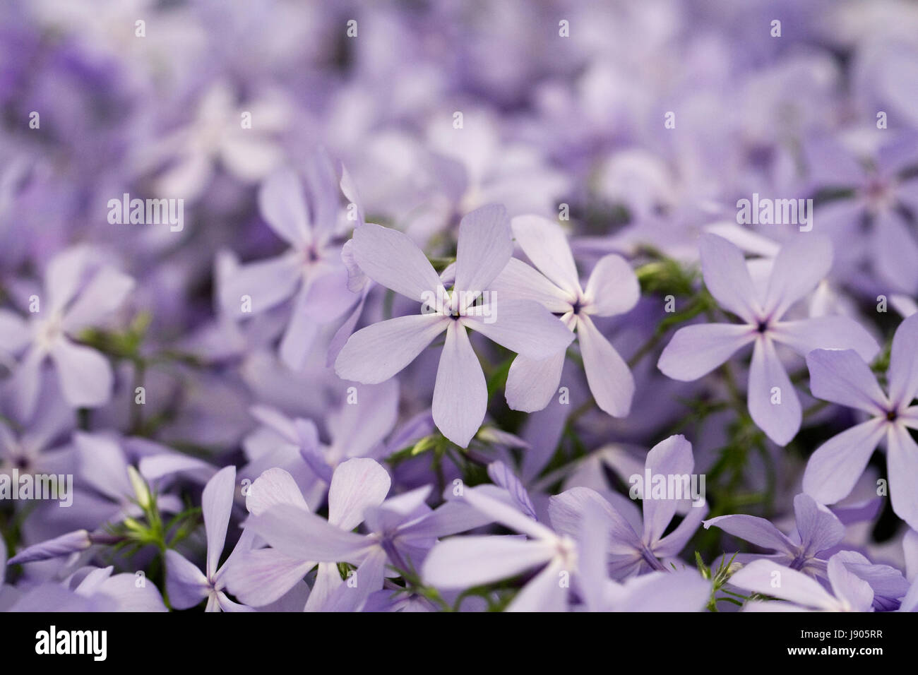 Phlox divaricata 'parfum' Nuages de fleurs au printemps. Banque D'Images